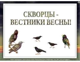 Скворцы – вестники весны