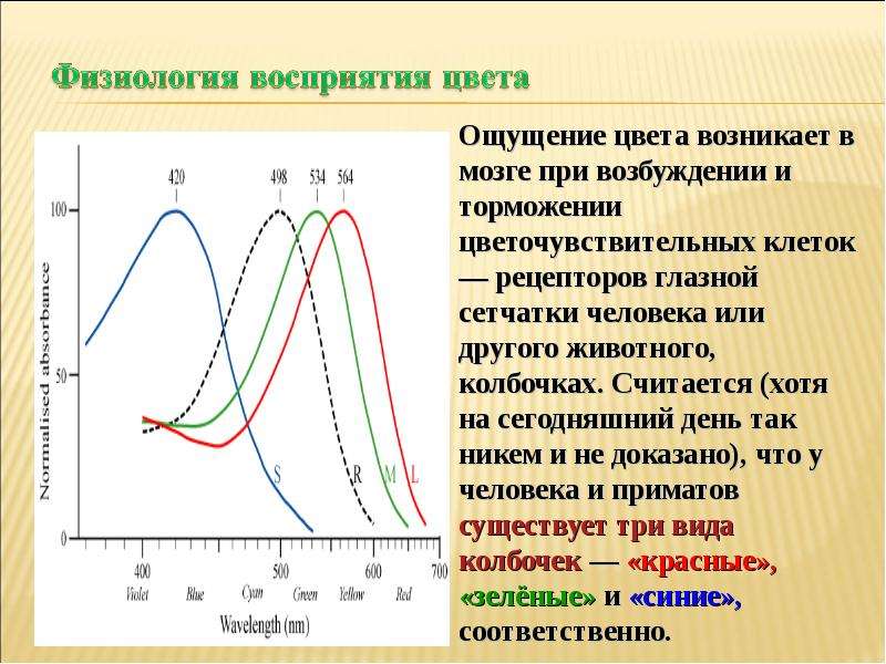 Восприятие цвета. Физиология восприятия. Схема восприятия цвета человеком. Физиологическое восприятие цвета. Цветовосприятие физиология.