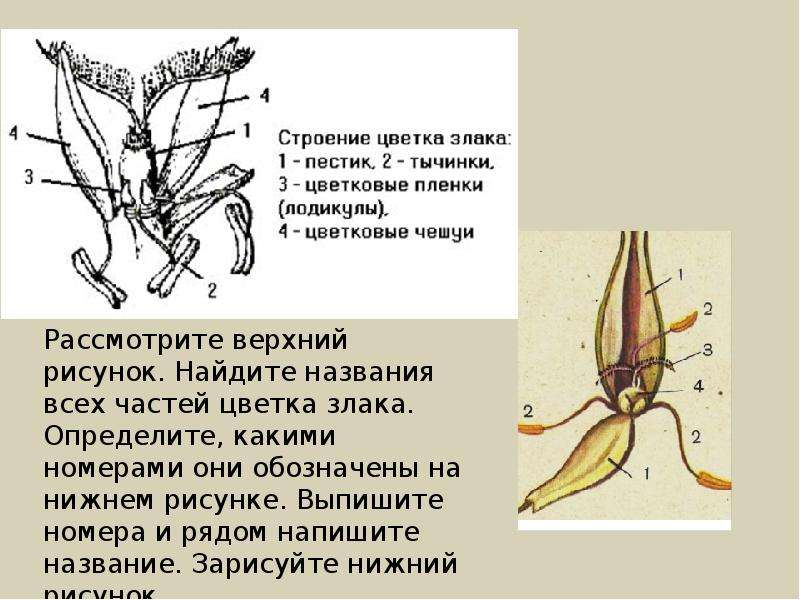 Семейство злаковые схема цветка