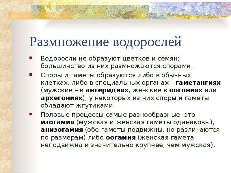 Размножение водорослей спорами. Размножение водорослей. Водоросли размножение семенами. Водоросли размножаются спорами. Чем размножаются водоросли спорами или семенами.