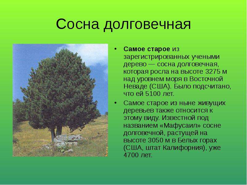 Какой самый долго. Доклад про сосну. Сосна описание дерева. Сосна дерево долговечное. Сосна долговечная 5100 лет.