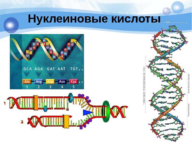 3 нуклеиновые кислоты. Нуклеиновые кислоты рисунок биология. Метод амплификации нуклеиновых кислот. Методы амплификации нуклеиновых кислот. Молекула нуклеиновой кислоты.