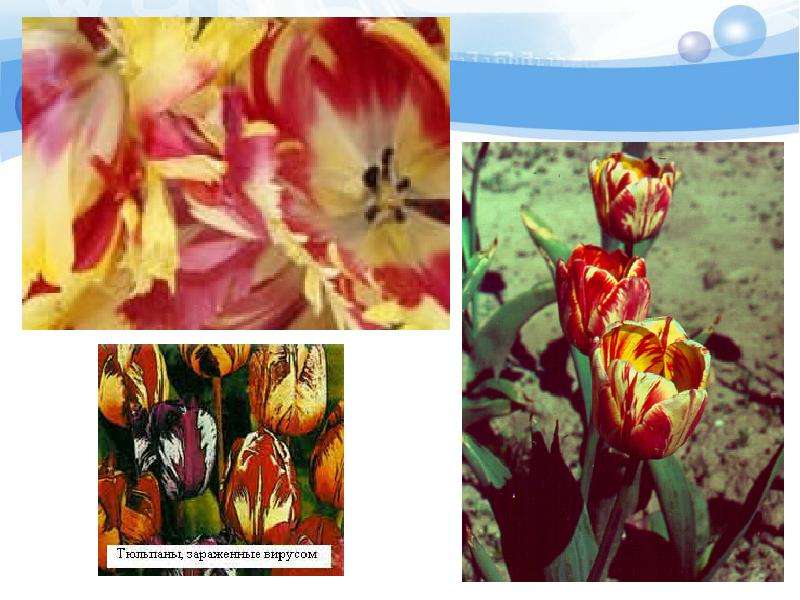 Болезни тюльпанов пестролистность фото и лечение