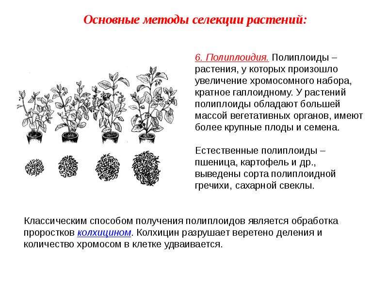 Полиплоидия презентация 10 класс