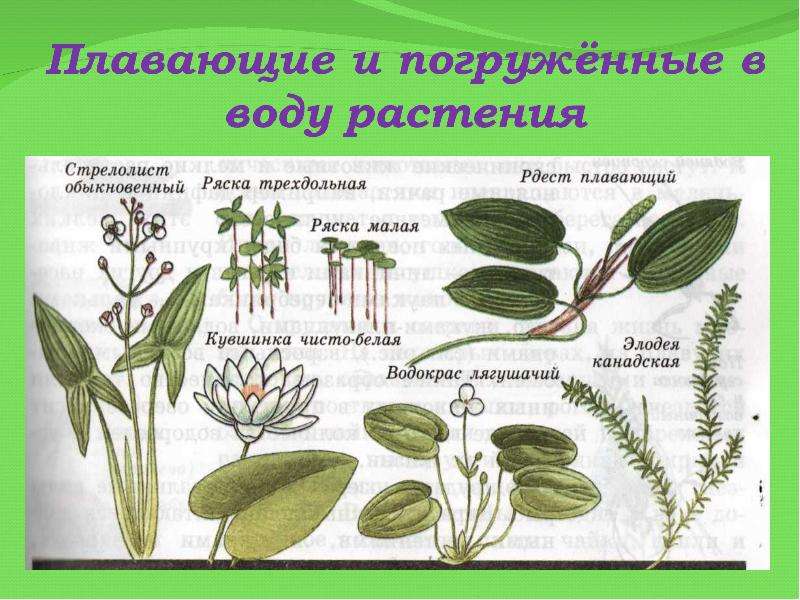 Знаешь ли ты растения. Растения водоёмов названия. Водные растения названия. Погруженные в воду растения. Растения живущие в воде называются.