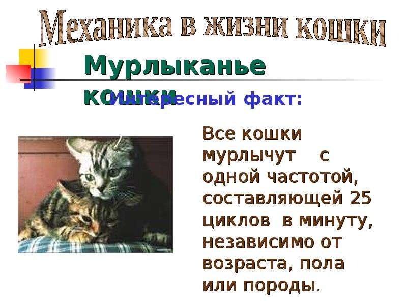 Проект роль кошки в жизни человека