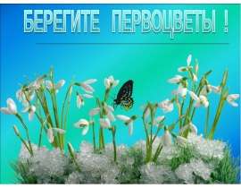 Берегите первоцветы!