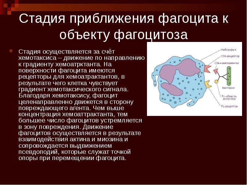 Фагоцитоз микробиология презентация