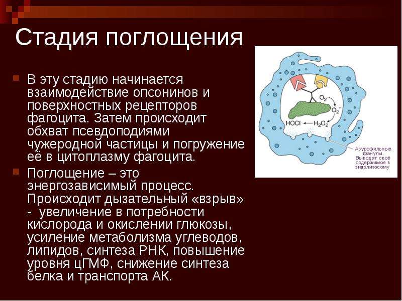 Открытие фагоцитоза презентация