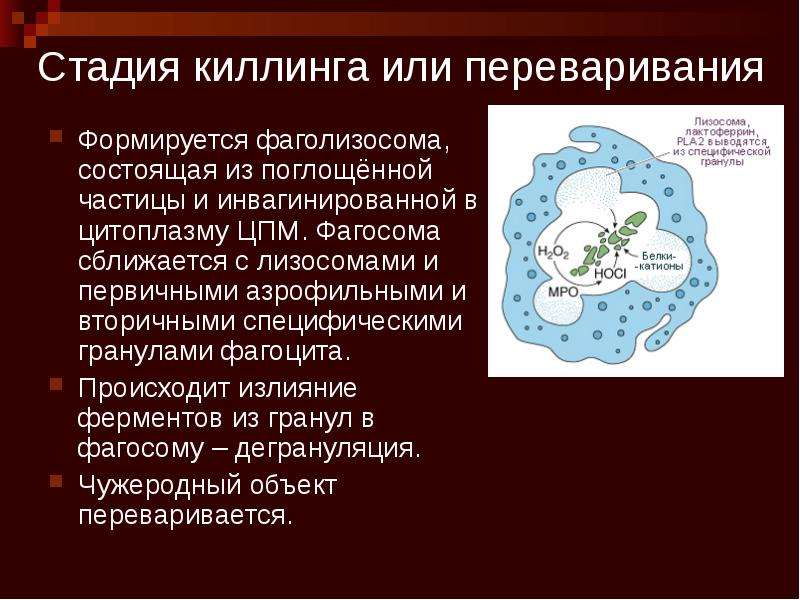 Открытие фагоцитоза презентация