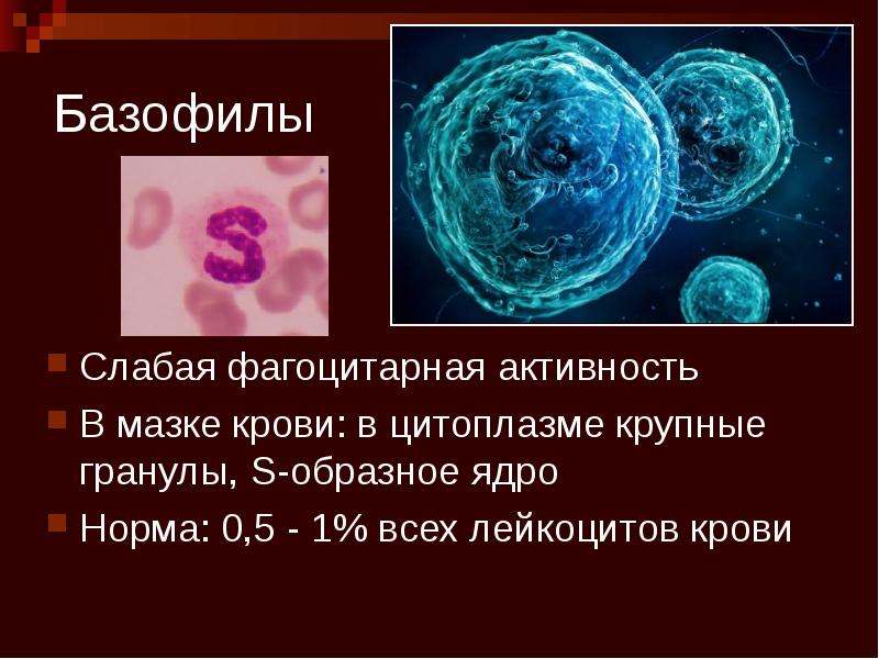 Открытие фагоцитоза презентация