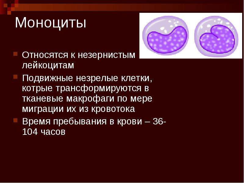 Открытие фагоцитоза презентация