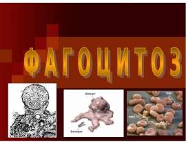 Фагоцитоз