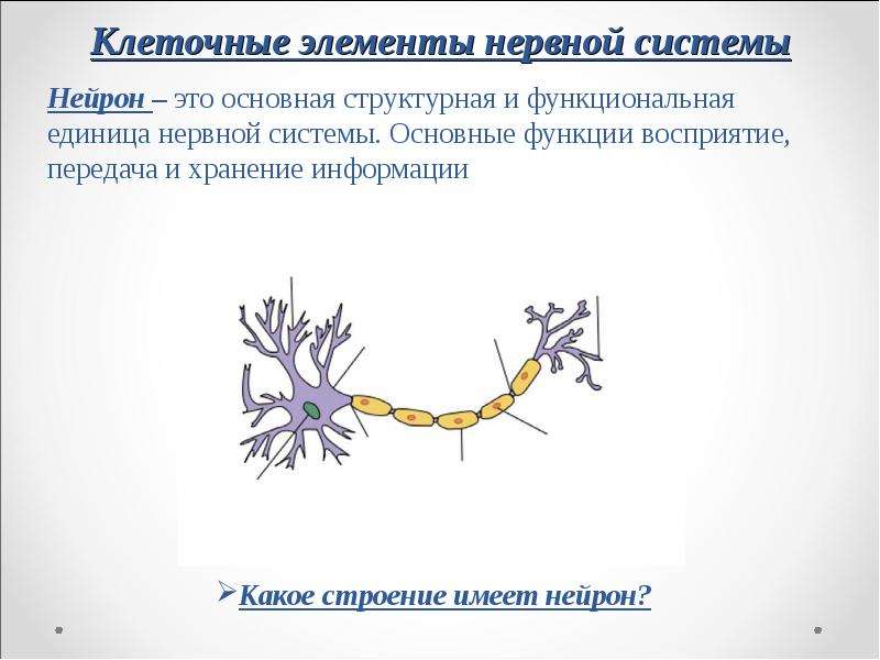 Клеточные элементы нервной системы Нейрон – это основная структурная и функциональная единица нервно