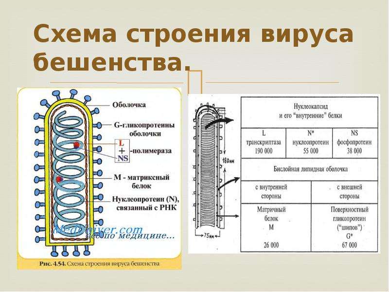 Рабдовирусы микробиология презентация