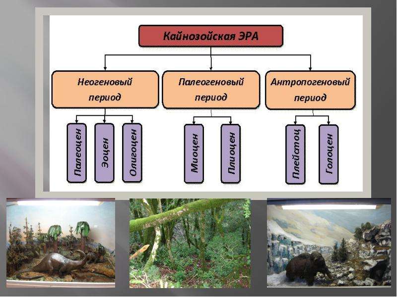 Кайнозойская эра периоды схема