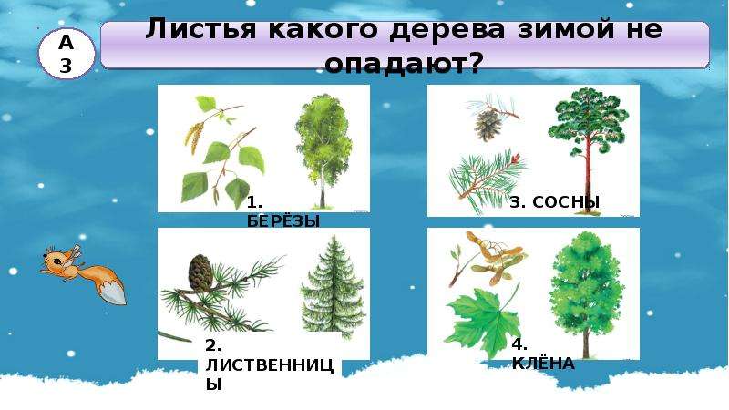 Тест растение животное. Листья какого дерева зимой не опадают. Растения и животные зимой презентация. Жизнь растений и животных зимой 2 класс. Растения и животные зимой презентация 2 класс.