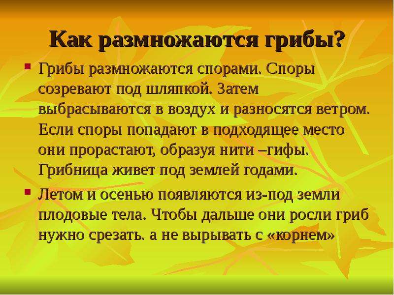 Как размножаются грибы. Споры созревают в. Грибы размножаются спорами которые созревают. Грибы размножаются спорами 2 класс. Споры у грибов созревают на.