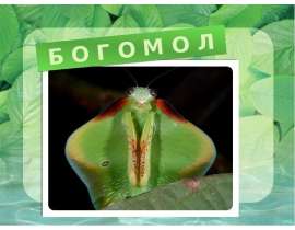 Богомол