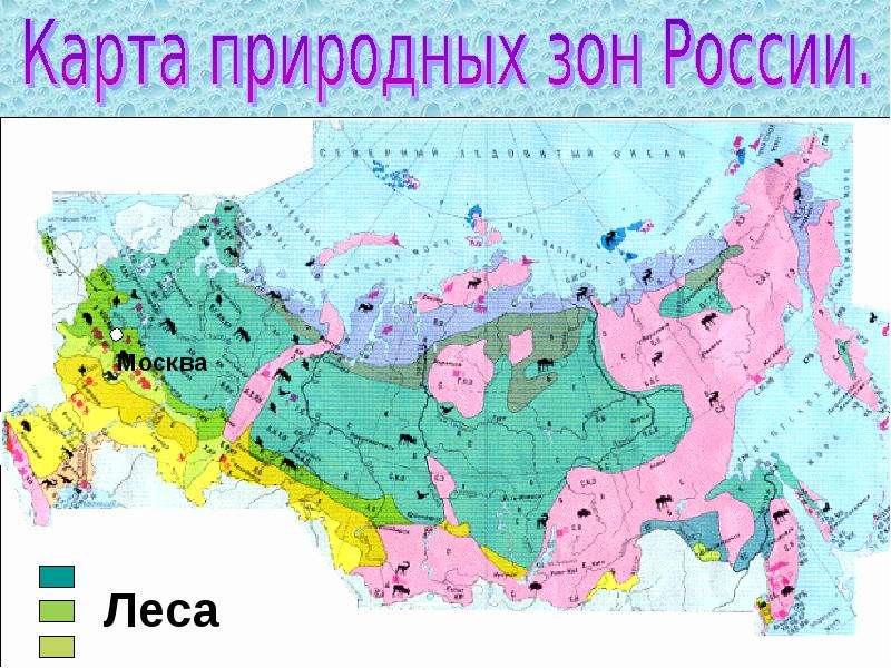 2 природных зон. Карта природных зон России. Пояса природных зон России. Лесные природные зоны России. Природные зоны России зона лесов.