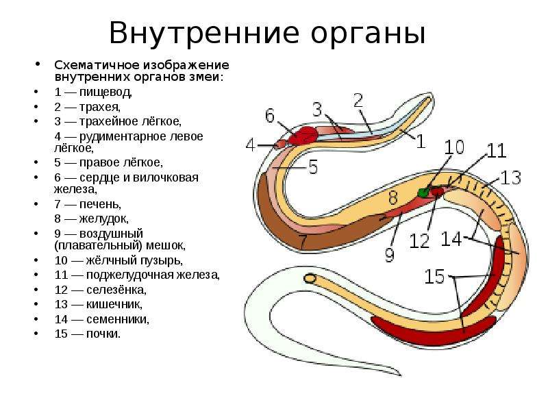 Какое тело у змеи. Строение змеи внутренние органы. Внутреннее строение змеи схема. Строение пищеварительной системы змеи. Внутреннее строение змеи 7 класс.