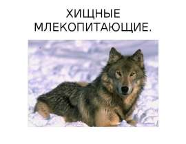 хищные млекопитающие