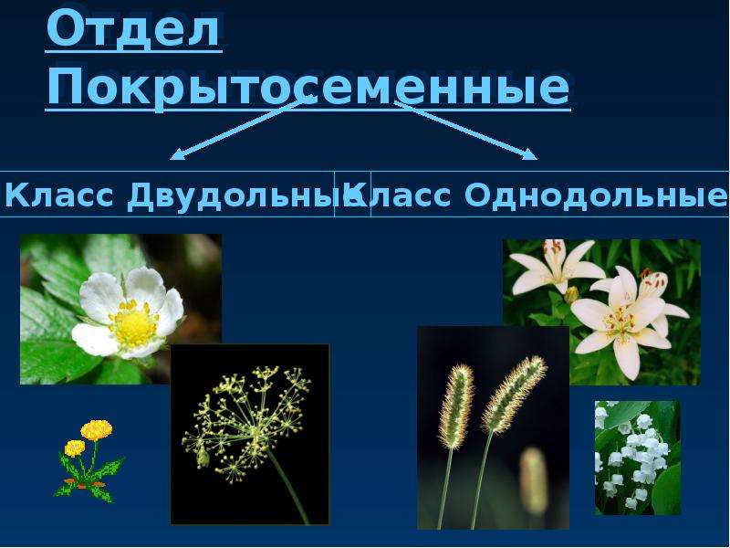 Многообразие цветковых. Покрытосеменные растения. Многообразие покрытосеменных. Отдел Покрытосеменные растения. Покрытосеменные или цветковые растения.