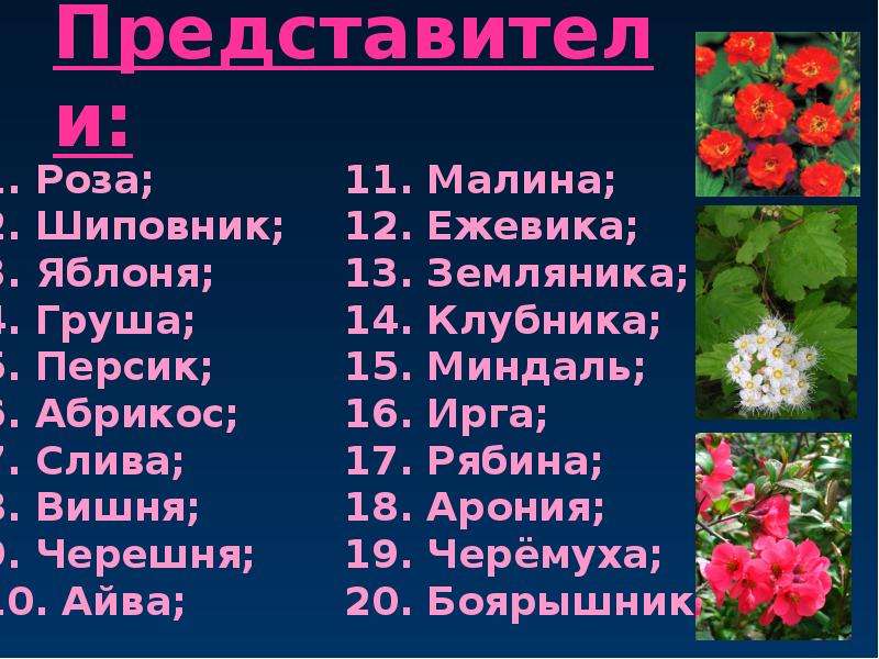 Названия растений 3 класс окружающий мир. Название цветковых растений. Цветковые растения примеры названия. Названия цветковых растений 2 класс. Примеры цветковых растений названия.