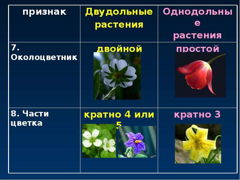 Количество частей цветка кратно. Околоцветник у однодольных и двудольных растений. Строение цветка однодольных и двудольных. Околоцветник однодольных растений. Двойной околоцветник у однодольных или двудольных.