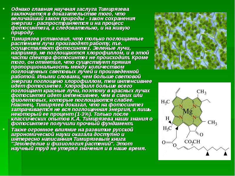 Хлорофилл в жизни растения. Роль хлорофилла. Роль хлорофилла у растений. Участие хлорофилла в фотосинтезе. Хлорофилл процесс.