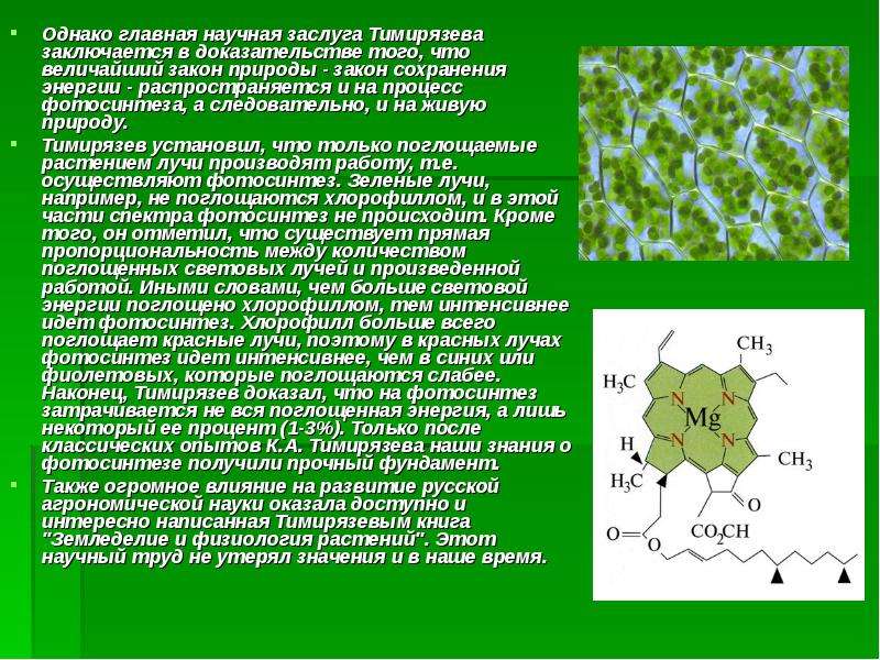 Тимирязев фотосинтез. Роль хлорофилла в фотосинтезе. Хлорофилл фотосинтез. Тимирязев фотосинтез опыт. Опыты Тимирязева по фотосинтезу.