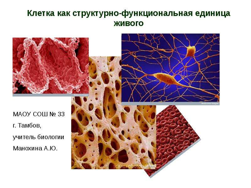 Клетка функциональная единица живого доказательства. Клетка структурная и функциональная единица живого. Клетка как структурно-функциональная единица. Клетка — структурная и функциональная единица жизни. Клетка как структурная единица.