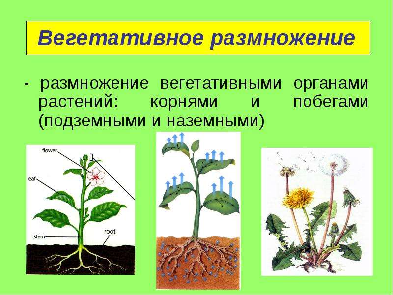 Большинство растений размножается. Вегетативное размножение растений побег. Органы вегетативного размножения растений. Вегетативное размножение подземными побегами. Размножение частями вегетативных органов.