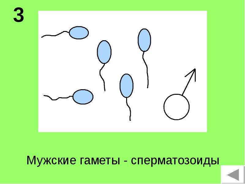 Мужские и женские гаметы. Мужские гаметы. Гаметы это. Гаметы рисунок. Гамета мужского организма.