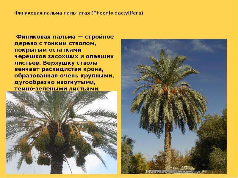 Финиковая пальма пальчатая (Phoenix dactylifera) Финиковая пальма — стройное дерево с тонким стволом