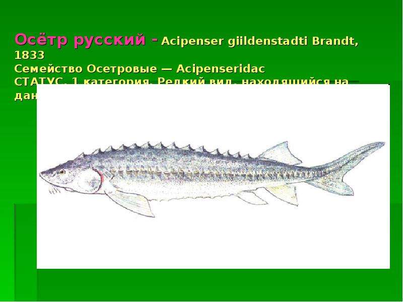 Жизнь под угрозой 5 класс презентация