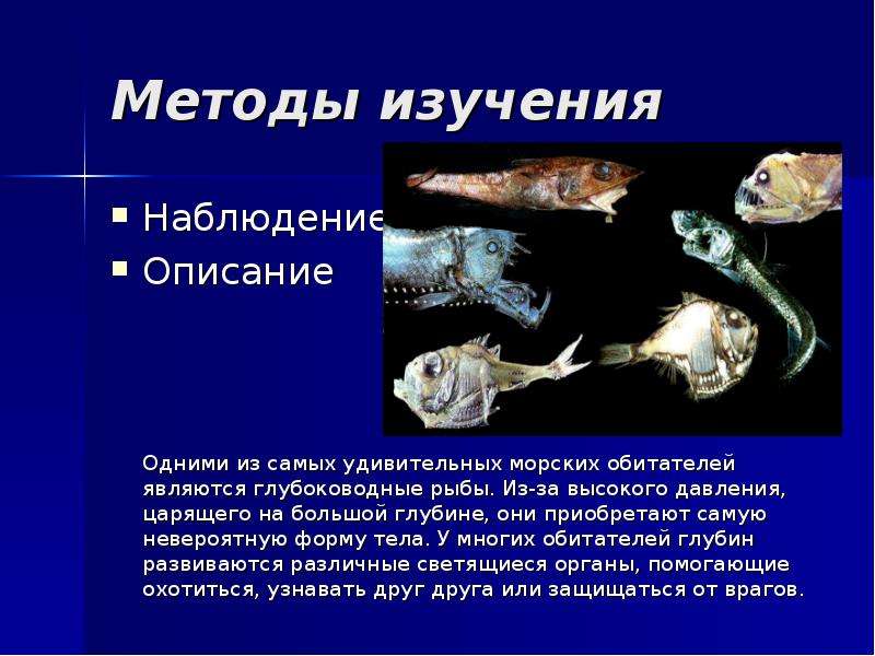 Какая биология изучает рыб. Глубоководные рыбы. Глубоководные рыбы информация. Сообщение о глубоководных рыбах. Глубоководные рыбы презентация.