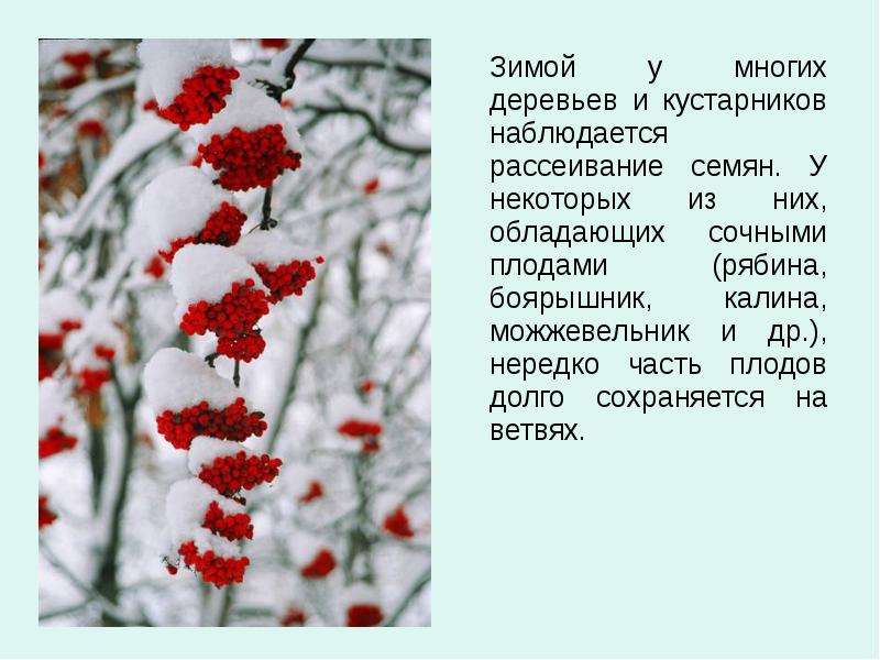 Жизнь растений зимой 2 класс презентация. Зимние явления в жизни растений. Описание деревьев зимой. Описание растений зимой. Изменения в жизни растений зимой.