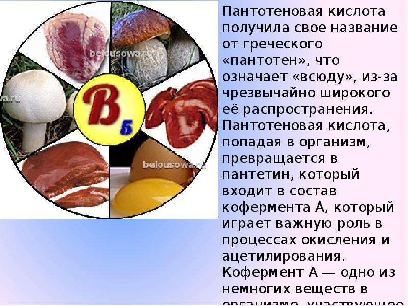 Пантотеновая кислота картинки