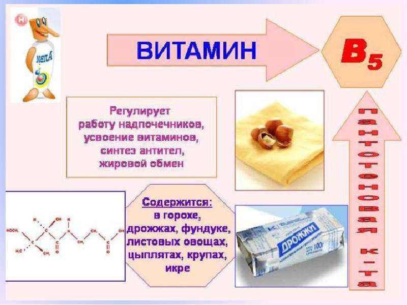 Пантотеновая кислота презентация