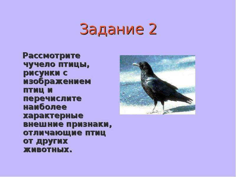 Презентация по теме класс птиц 7 класс