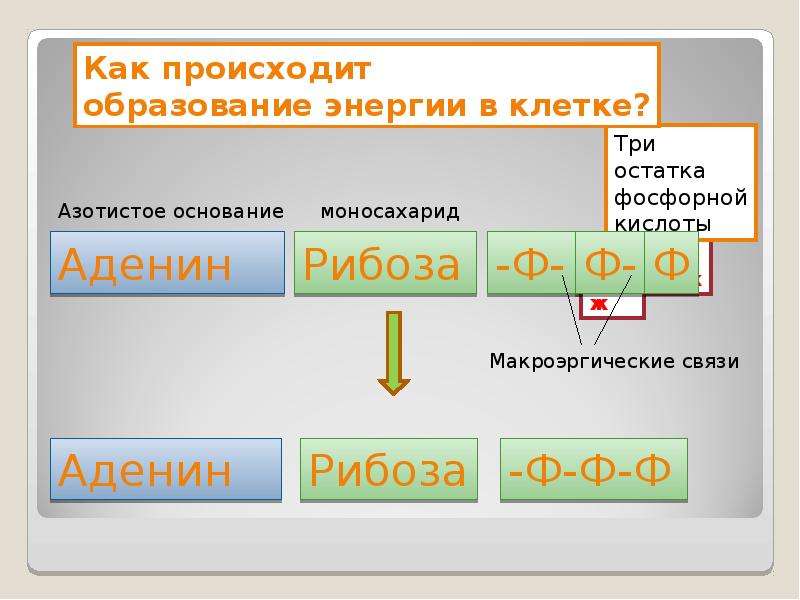 Основа вещества. Обмен веществ основа существования клетки. Обмен веществ основа существования клетки 9 класс. Обмен веществ основа существования клетки 9 класс презентация. Обмен веществ основа существования клетки таблица.