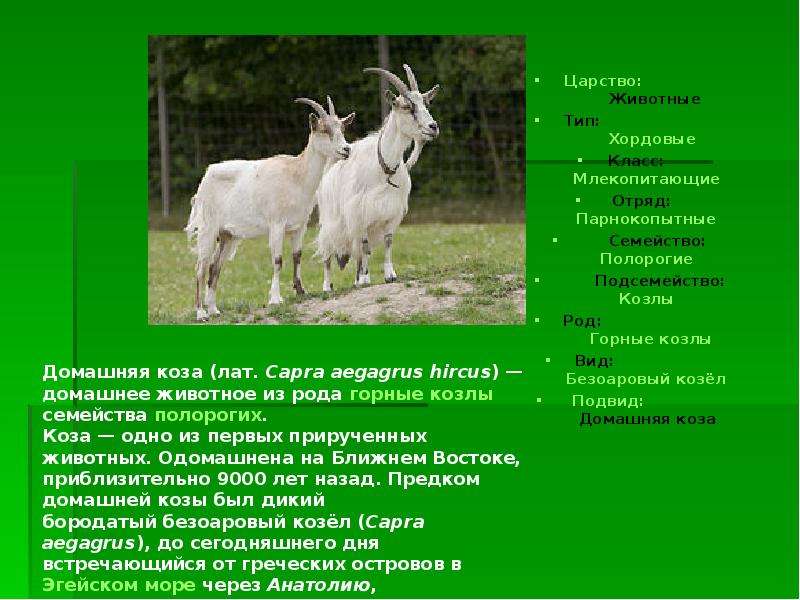 Характеристика пород коз. Селекция коз. Разновидности коз. Какие породы коз. Парнокопытные козы.