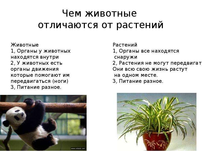 Животные растениями 3 класс. Чем растения отличаются от животных 3 класс. Чем растения отличаются от животных 5 класс биология. Отличия животных от растений 7 класс. Животные отличаются от растений.