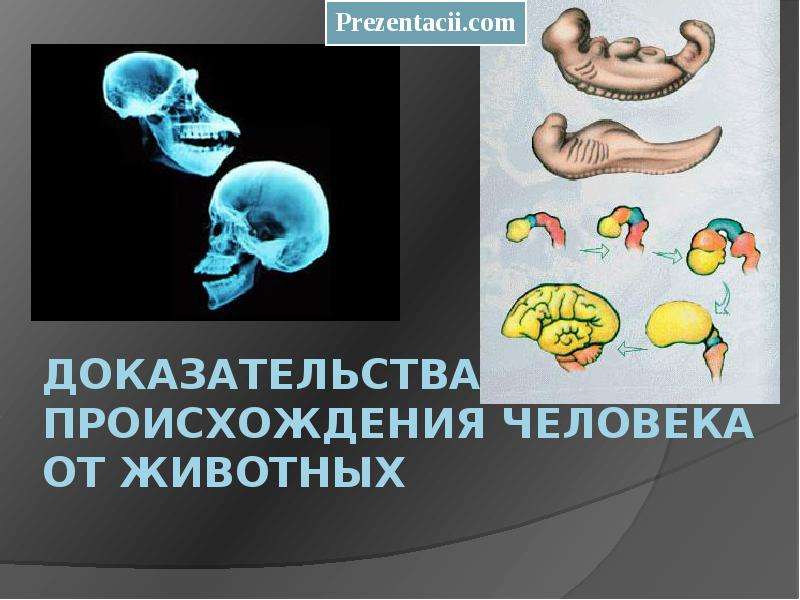 Доклад по теме Доказательства происхождения человека от животных 