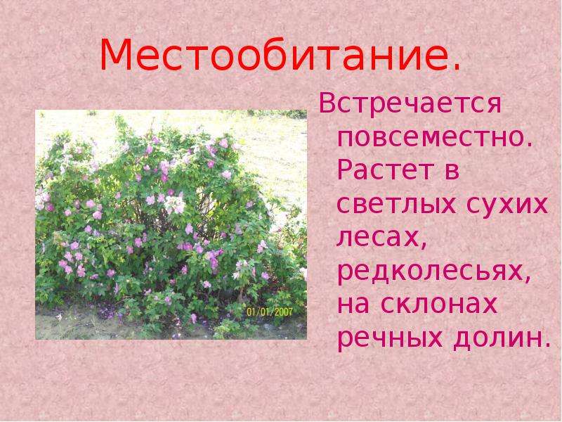 Встречается повсеместно. Местообитание розы. Долина роз презентация. Роза моего края. Хорошо растёт в схих светлых местах.