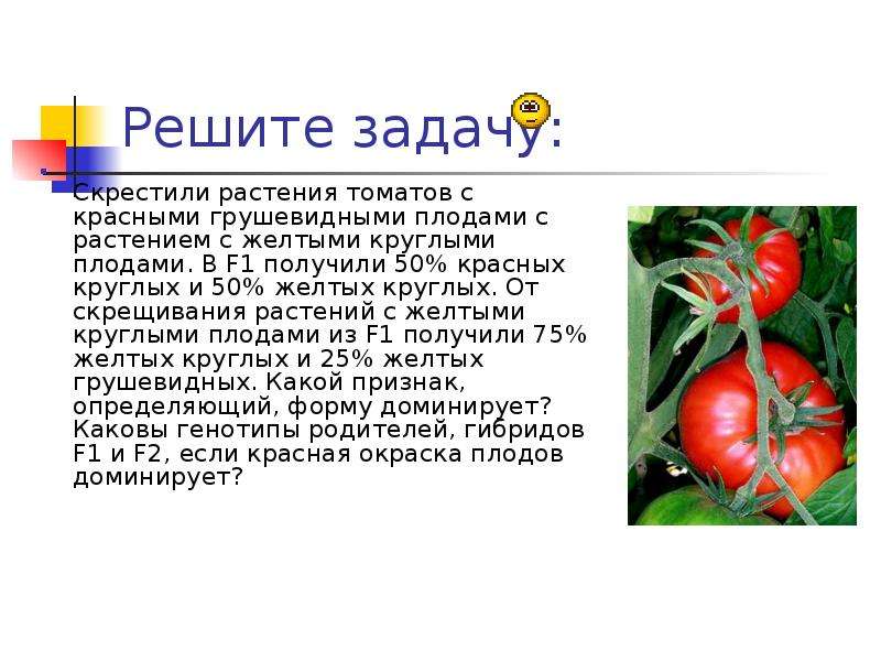 У томатов красная окраска плодов. Плод у растения томат. Скрестили растения томата с красными грушевидными. Растения с грушевидными плодами. Красные круглые плоды томатов.