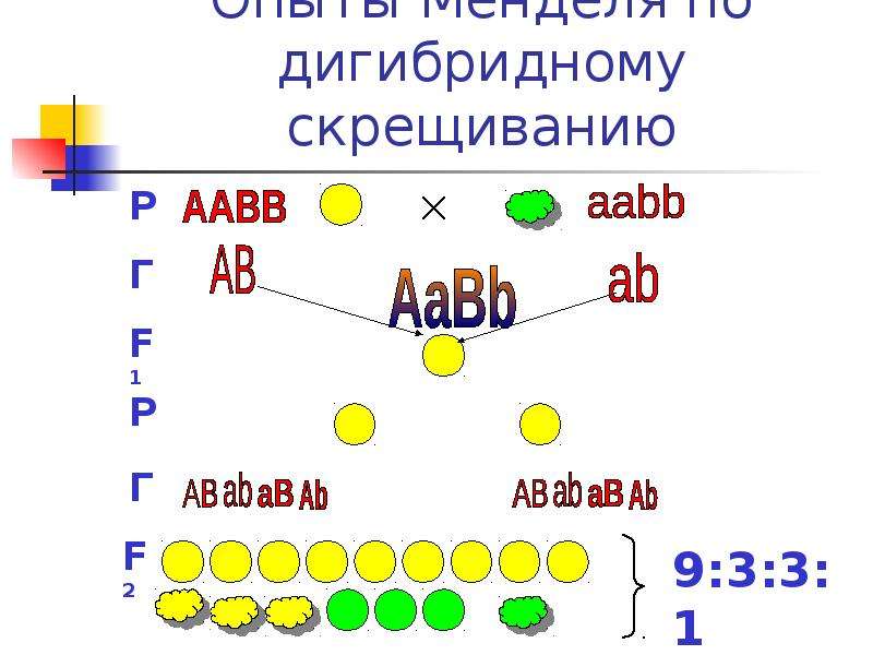 Схема aabb х aabb иллюстрирует скрещивание