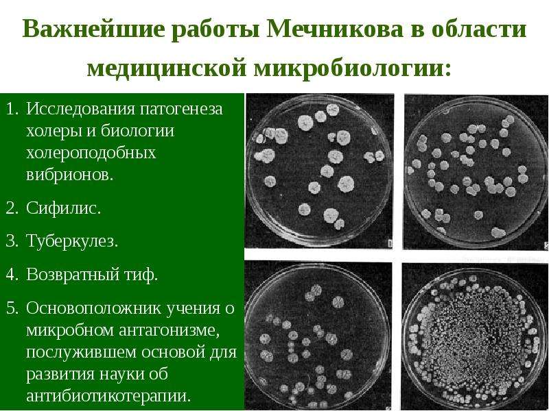 История микробиологии презентация