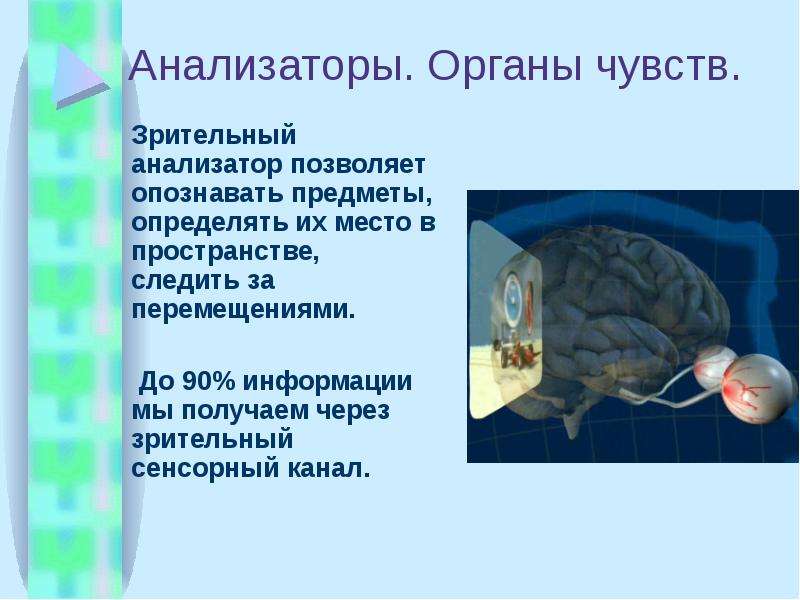 Анализаторы 8 класс презентация